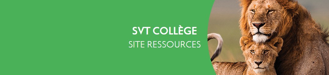 svt collège
